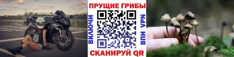 Галлюциногенные грибы GOLDEN TEACHER  кракен как зайти  Судак 